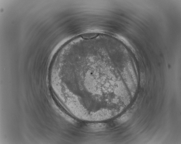 X0000067951331200605112115