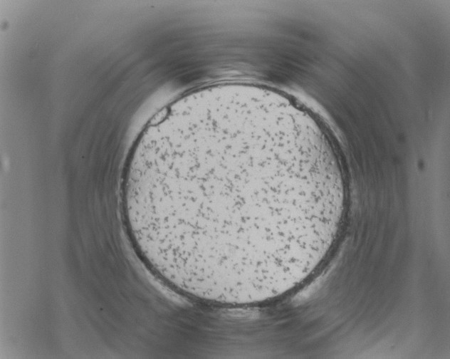 X0000067951333200605112115