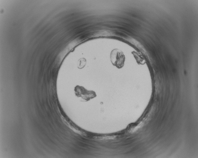 X0000067951337200605112115