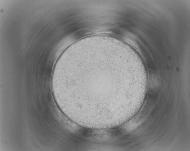 X0000067951338200605112115