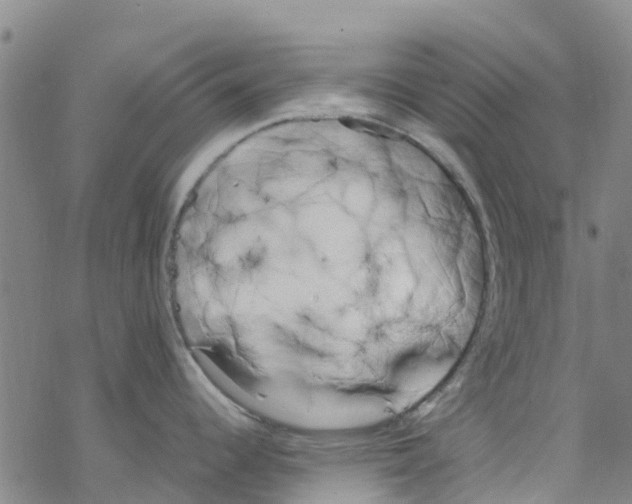 X0000067951344200605112116