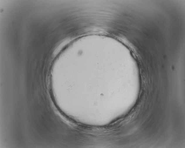 X0000067951383200605112114