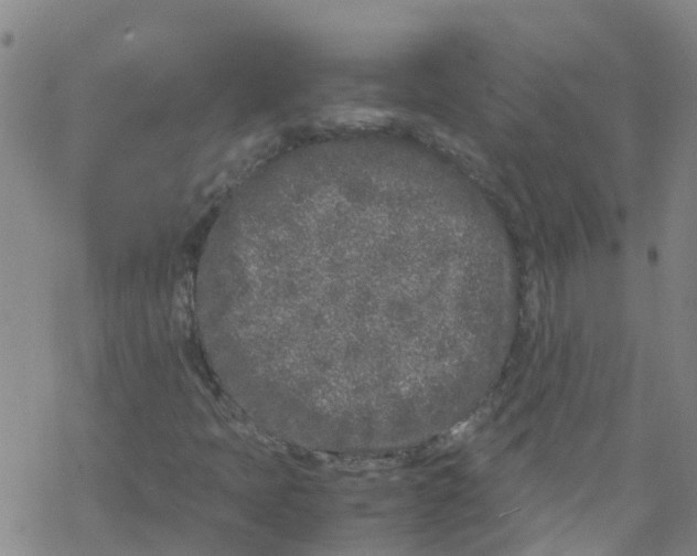 X0000067951397200605112113