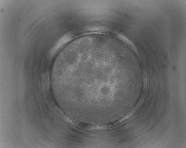 X0000067951411200605112114