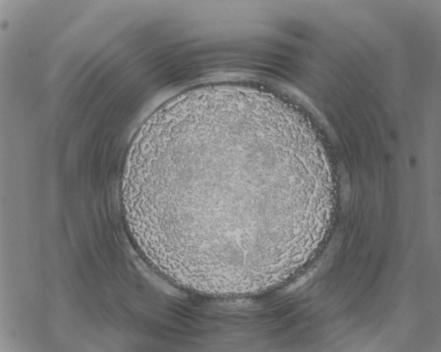 X0000067951417200605112114