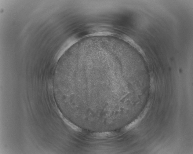 X0000067951425200605112114