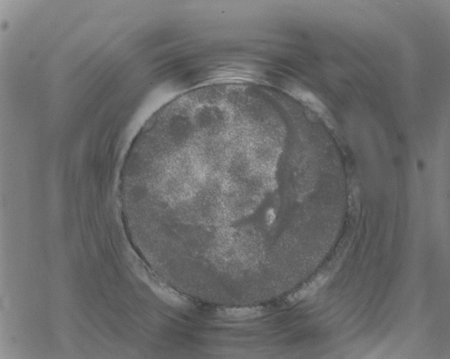 X0000067951427200605112114