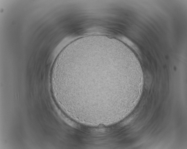 X0000067951431200605112114