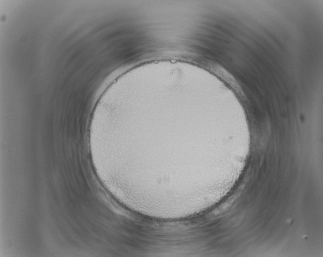 X0000067951436200605112114