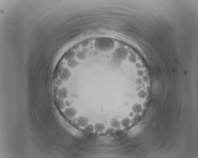 X0000067951514200605112112