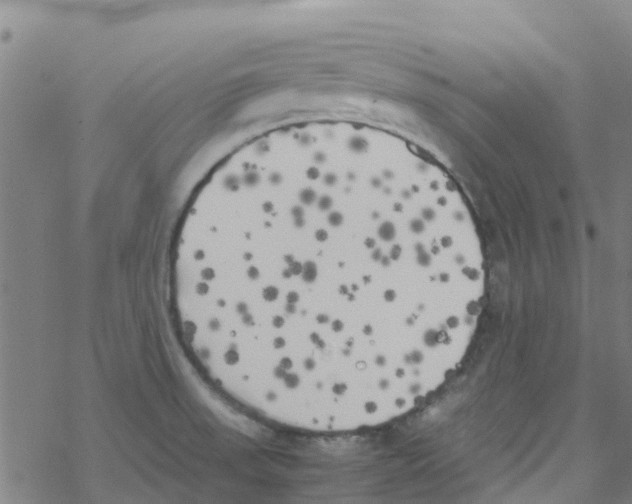 X0000067951523200605112112