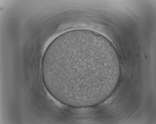 X0000067951527200605112112