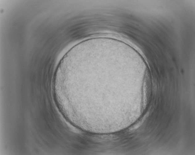 X0000067951533200605112112