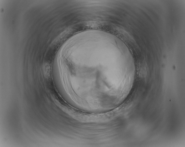 X0000068260036200604211056