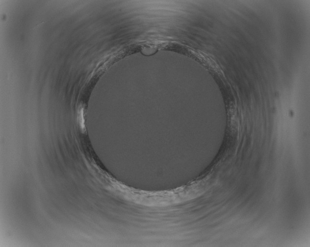 X0000068260042200604211056