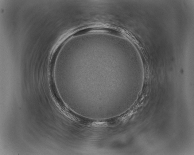 X0000068260055200604211055