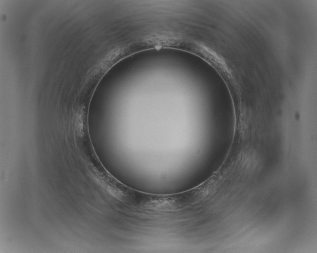 X0000068260065200604211055