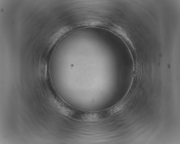 X0000068260110200604211055