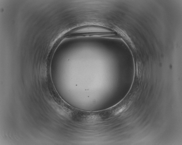 X0000068260204200604211053