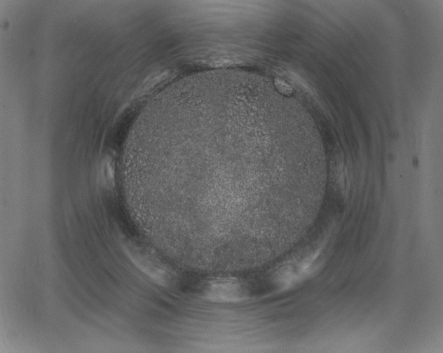 X0000068260214200604211053