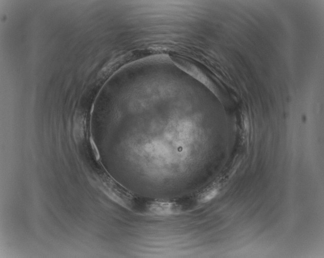 X0000068260227200604211053