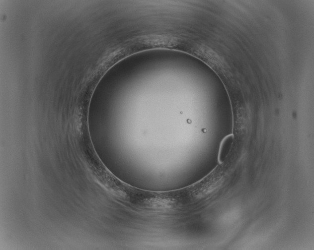 X0000068260255200604211052