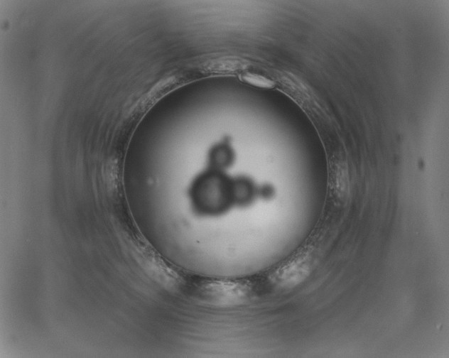 X0000068260326200604211051