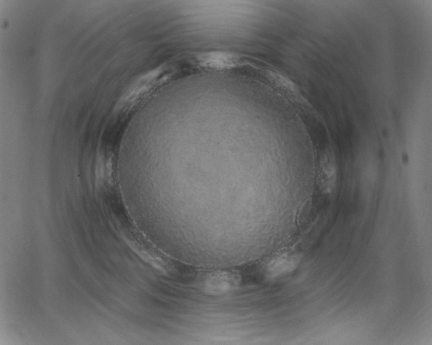 X0000068260330200604211051