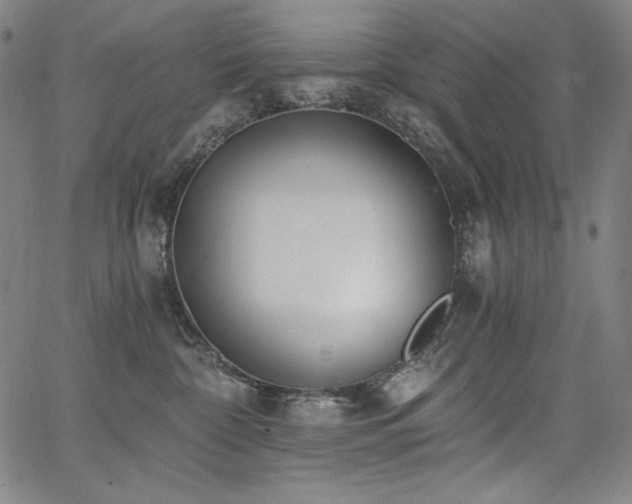 X0000068260332200604211051