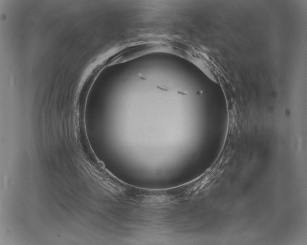 X0000068260342200604211050