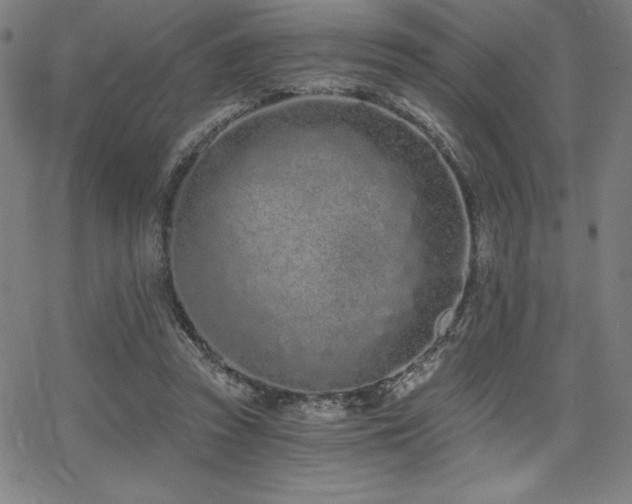 X0000068260353200604211050