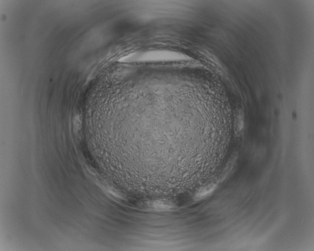 X0000068260365200604211051