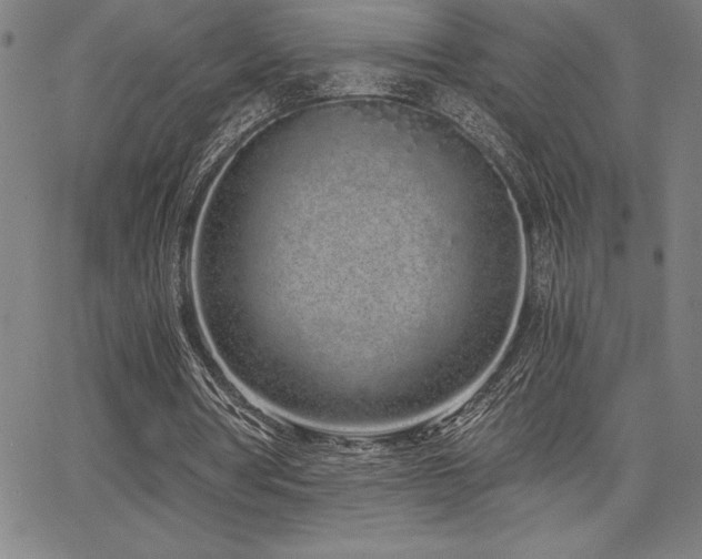 X0000068260386200604211050