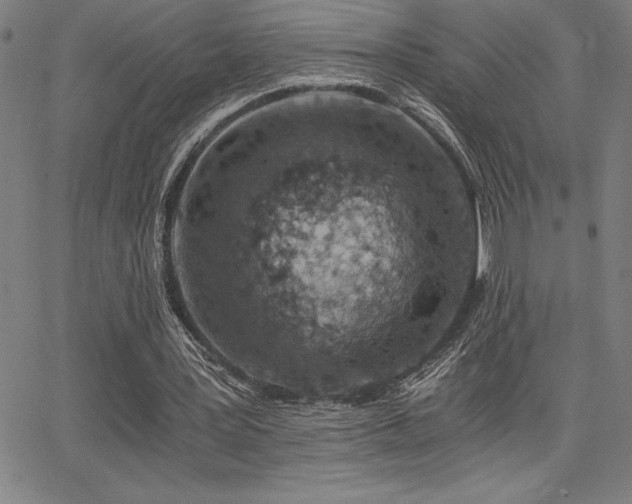 X0000068260387200604211050