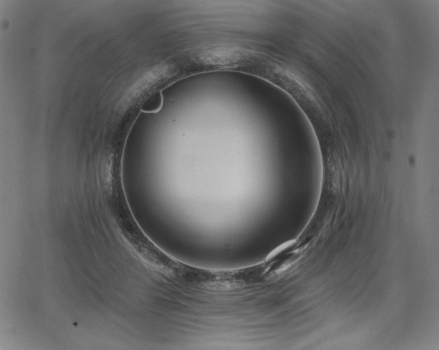 X0000068260404200604211050