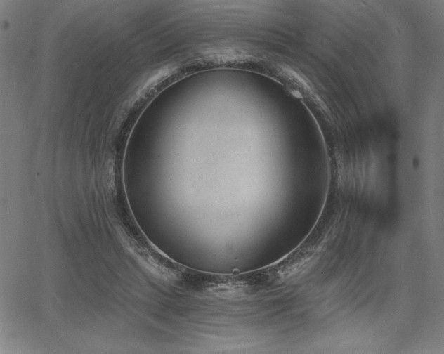 X0000068260447200604211049