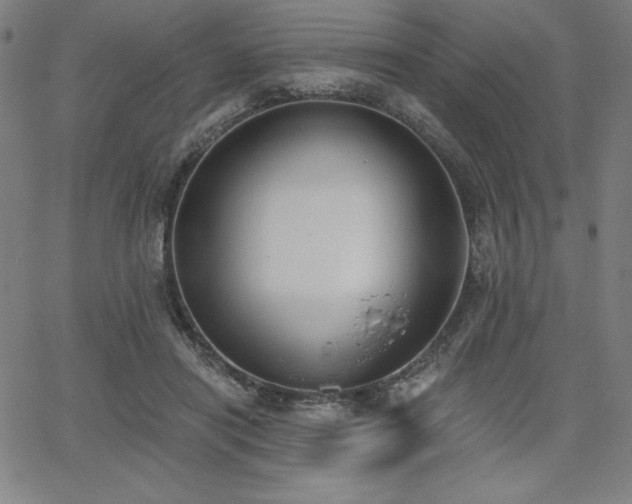 X0000068260454200604211049