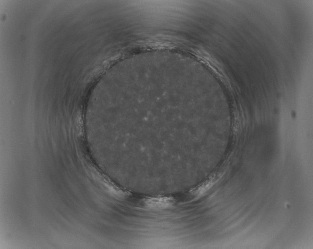 X0000068260465200604211049