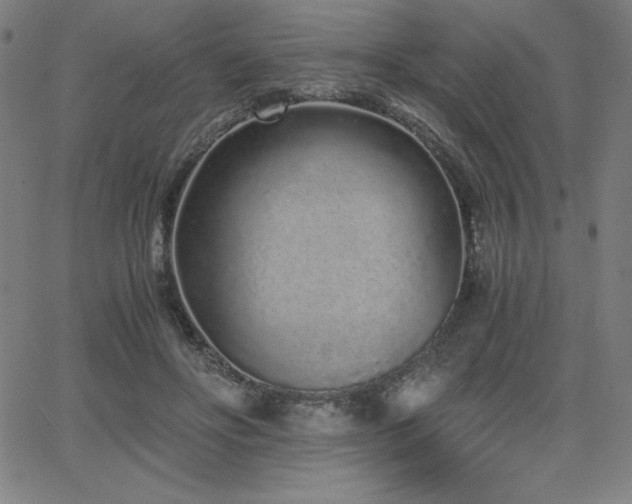 X0000068260502200604211048