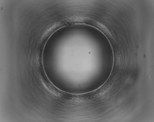 X0000068260538200604211047