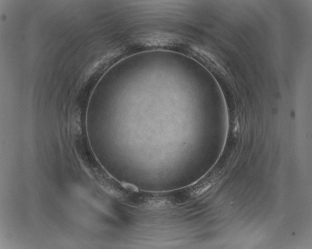 X0000068260547200604211047