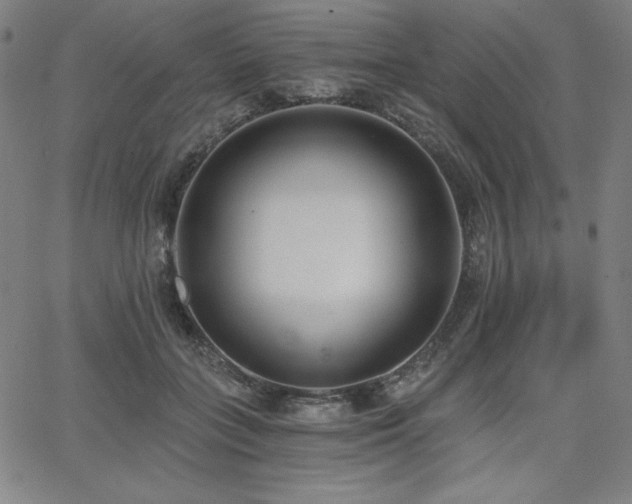 X0000068260555200604211047