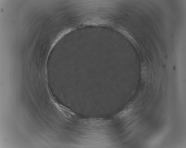 X0000068260626200604211045