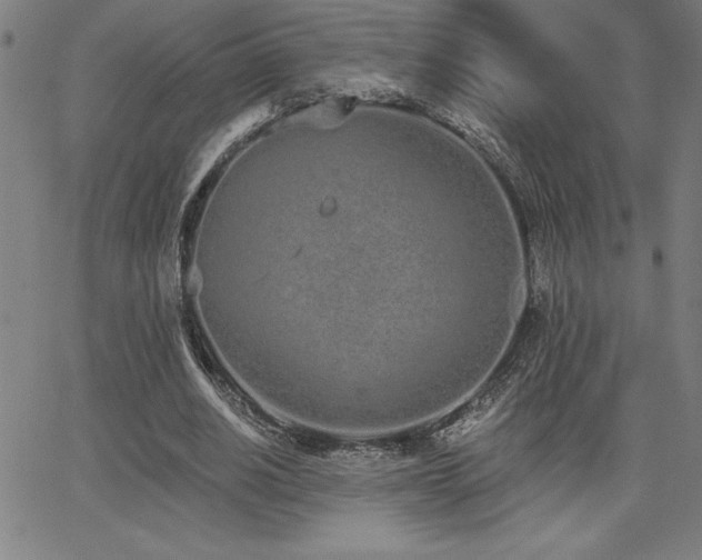 X0000068260630200604211045