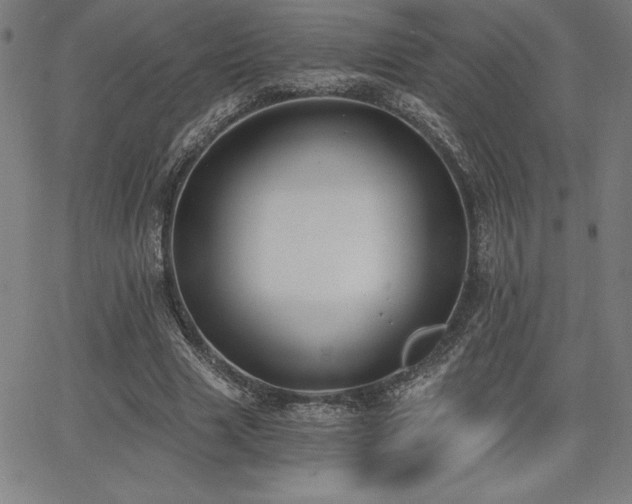 X0000068260633200604211045