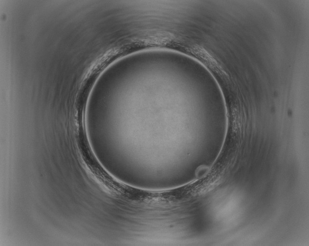 X0000068260634200604211045