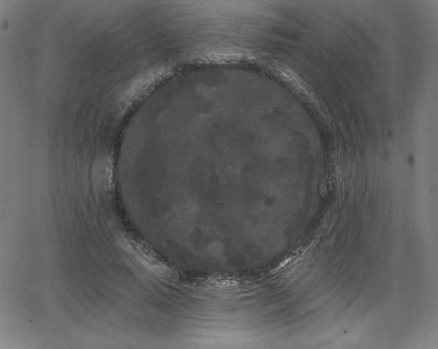 X0000068260640200604211045