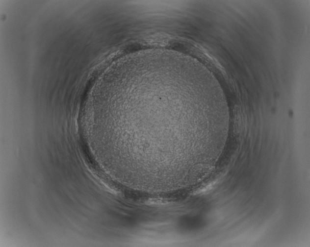 X0000068260641200604211045