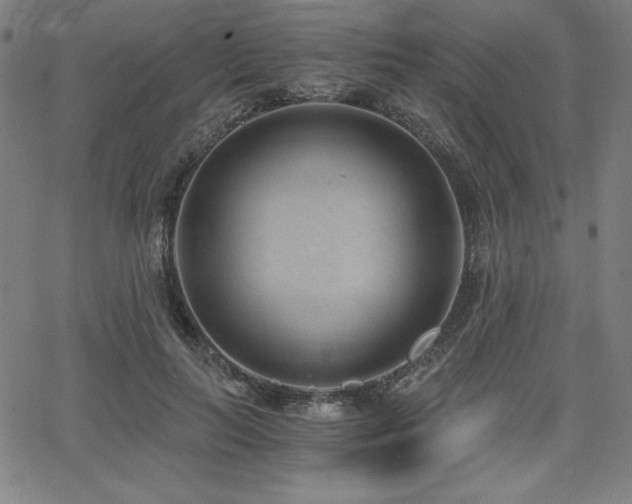 X0000068260647200604211046