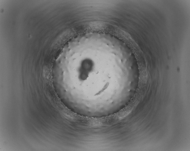 X0000068260701200604211045